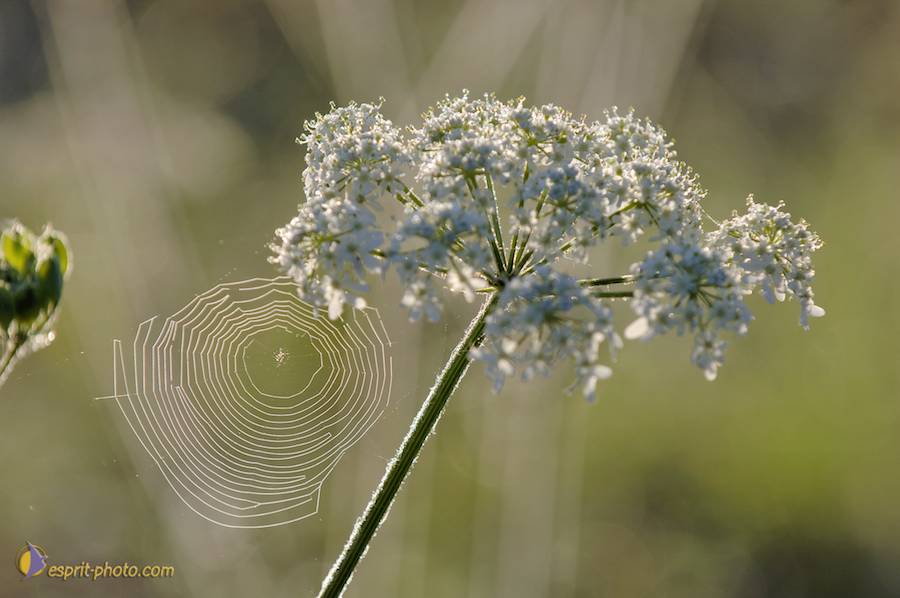 Nom de l'image : D2237866_1_(c)Norbert-JUNG — Description :